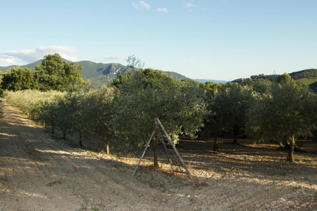 Mas Provencal La Serallere Au Coeur Des Oliviers Venterol  Exterior foto